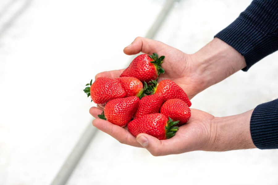 Photo strawberries in two hands