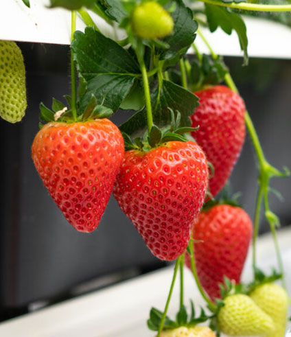 Sustainable Strawberries
