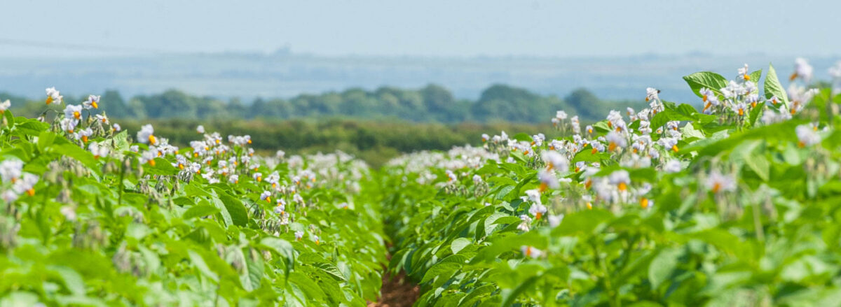 Photo of Potato crop in flower