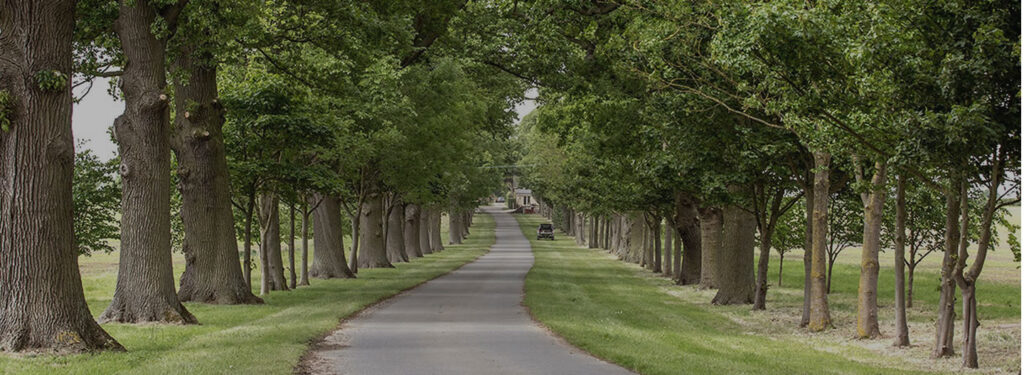 Photo of a tree lined small road.