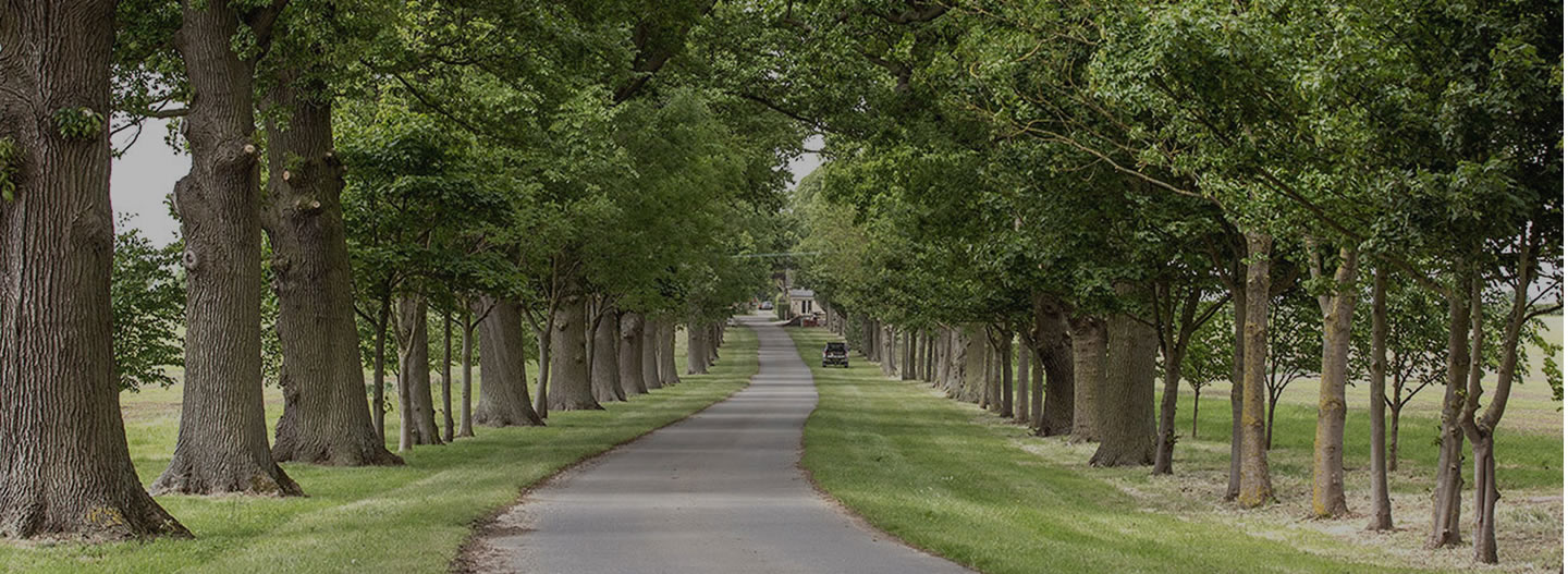 Photo of a tree lined small road.