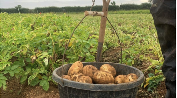 Biological crop nutrition at field scale (2025)